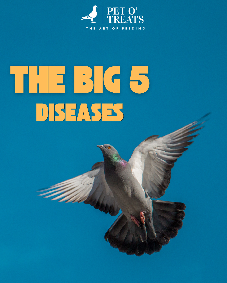 🏆🇿🇦 THE BIG 5 DISEASES: The Ultimate 