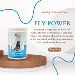 CEST FLY POWER